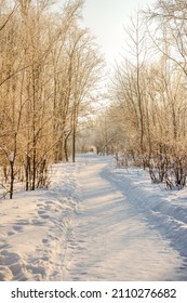 Winter Snow Forest With Sunlight. Amazing Natural Landscape, No People