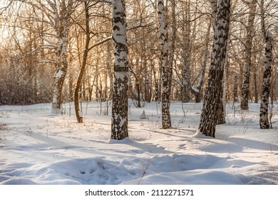 Winter Snow Forest With Sunlight. Amazing Natural Landscape, No People