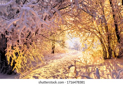Winter snow forest at sunset - Shutterstock ID 1716478381