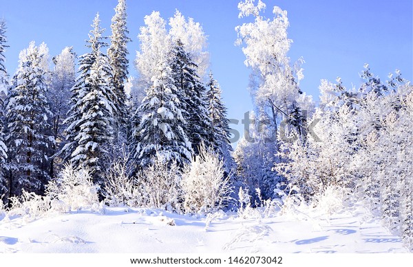 冬の雪林の木の背景 雪の多い冬の森の風景 冬の雪林の景色 冬林雪景色 の写真素材 今すぐ編集