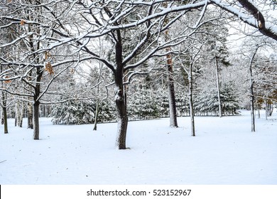 Winter Snow Garden Trees View