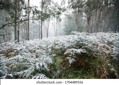 Winter Snow At Mount Macedon Ranges In Victoria, Australia