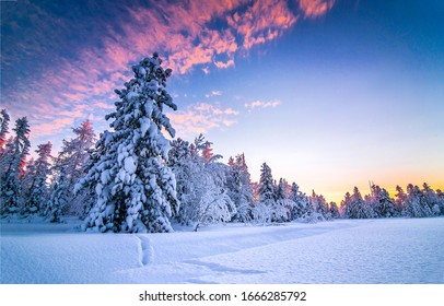 Winter Snow Nature  Landscape In Snowy Forest At Christmas Morning Scene