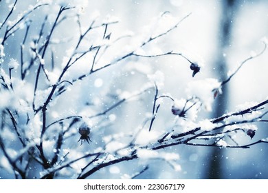 Winter, Snow On The Branches Of A Tree, Patterns