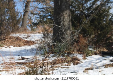 A Winter Snow Scene Looking Through A Dead Tree Limb