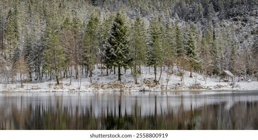 Winter snow scene in the mountains above Bergen, Norway. Tall pine trees reflected in the still waters of the lake. - Powered by Shutterstock