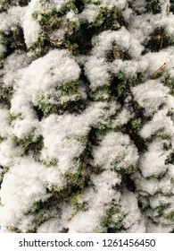 winter snow tree
