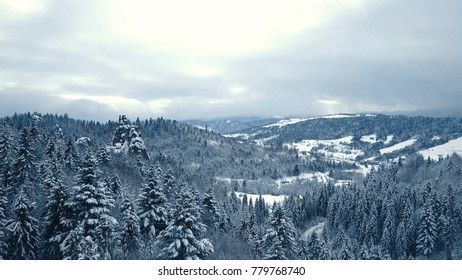 Winter Snow Trees. Aerial View Fly Over. Tustan