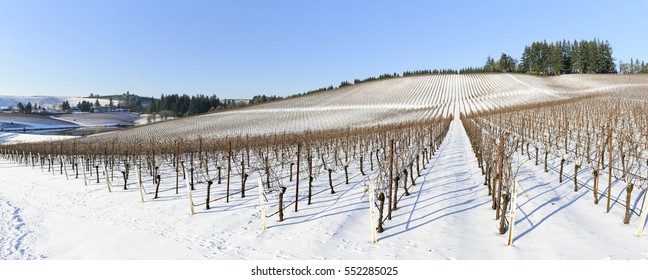 Winter Snow In the Vineyards of Western Oregon