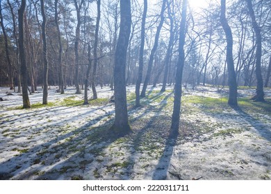 Winter Snowbound Forest Glade In Light Of Sparkle Sun