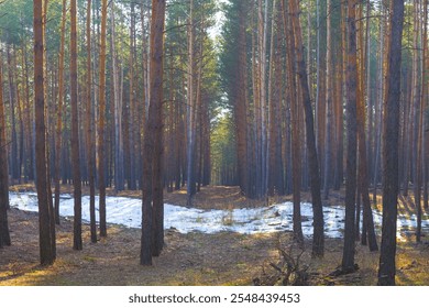 winter snowbound pine tree forest at bright cold day, seasonal outdoor natural scene