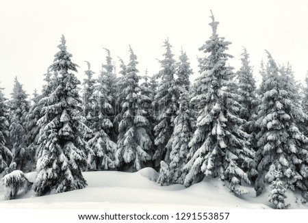 winter snow-covered firs in goggy forest