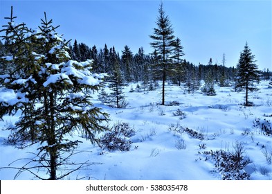 Winter Snowshoeing In Algonquin Provincial Park, Ontario, Canada