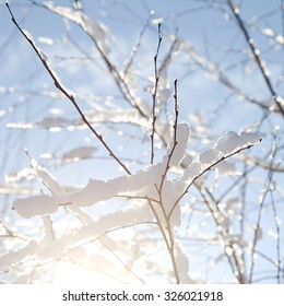 Winter Snowy Branches