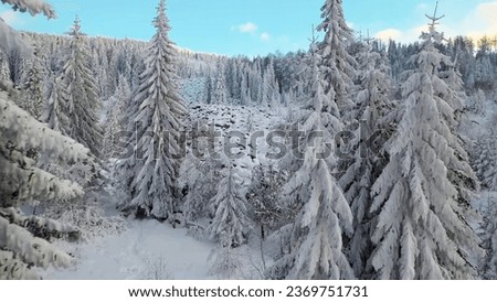 Winter snowy coniferous forest in the mountains