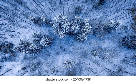 Winter Snowy Forest. Aerial View Of Wildlife In Poland, Europe