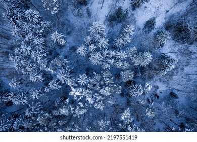 Winter Snowy Forest. Aerial View Of Wildlife In Poland, Europe