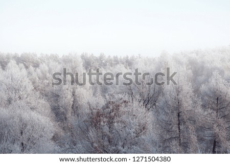 Similar – Image, Stock Photo powder forest Environment