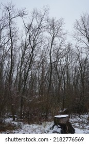 Winter Snowy Forest Landscape In December. Berlin, Germany