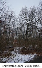 Winter Snowy Forest Landscape In December. Berlin, Germany