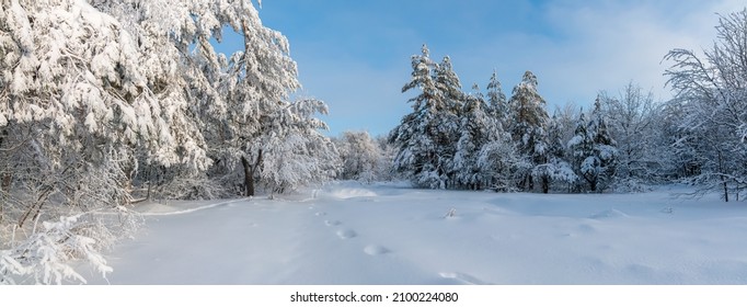 Winter Snowy Forest Panorama Background. Snowy Winter Forest Scenery. Frosty Day, Calm Wintry Scene. Ski Resort. Great Picture Of Wild Area