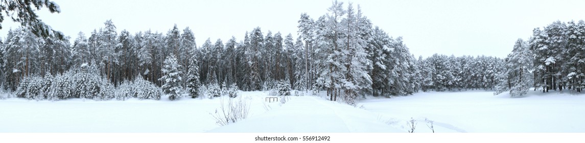 Winter Snowy Forest. Panorama. Large Format  