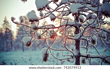 Similar – Foto Bild Wintersonne Natur