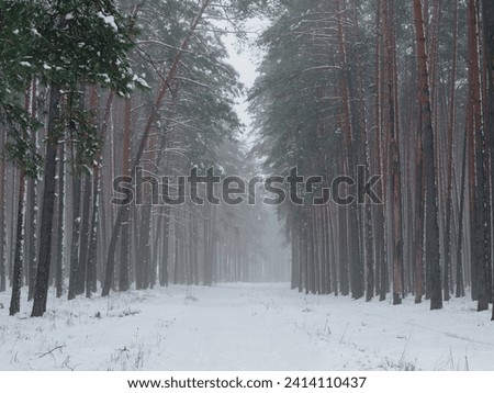 Winter snowy misty forest. Tall pines , forest road
