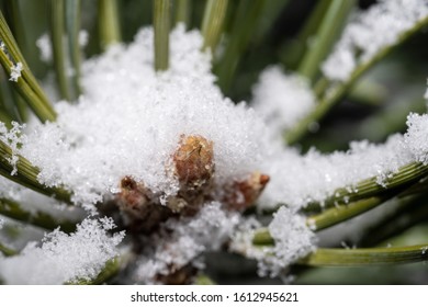 Winter Snowy Pine Needles With Small Cones Close-up
