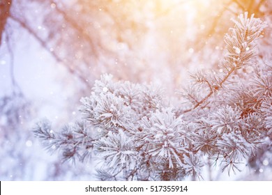 Winter snowy pine tree christmas scene. Fir branches covered with frost wonderland. Calm blurred snow flakes winter time background with copy space area. Winter mood. Snow covered branches in winter. 