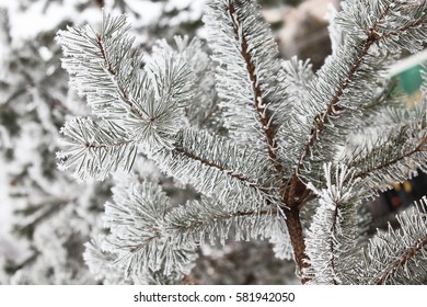 Winter snowy pine tree christmas scene. Fir branches covered with frost wonderland. Calm blurred snow flakes winter time background with copy space area. Snow covered branches in december