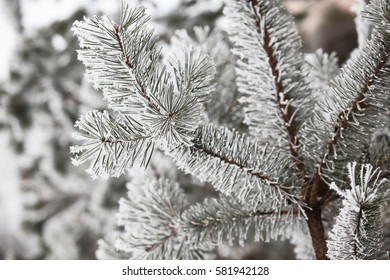 Winter snowy pine tree christmas scene. Fir branches covered with frost wonderland. Calm blurred snow flakes winter time background with copy space area. Snow covered branches in december