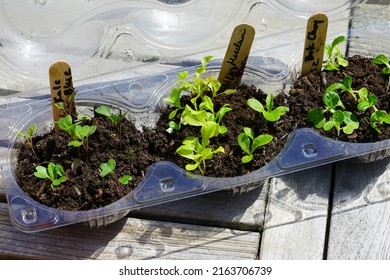 Winter Sowing Seeds In Plastic Salad Containers