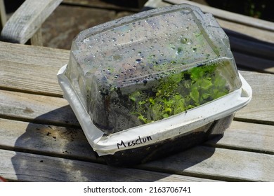 Winter Sowing Seeds In Plastic Salad Containers