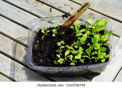 Winter Sowing Seeds In Plastic Salad Containers