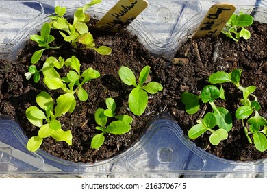 Winter Sowing Seeds In Plastic Salad Containers