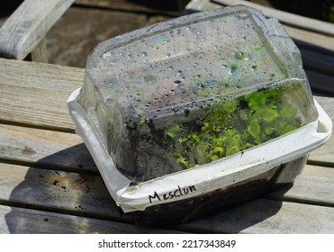 Winter Sowing Seeds In Plastic Salad Containers