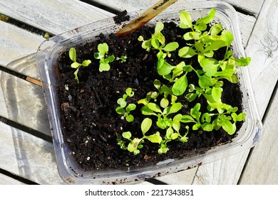 Winter Sowing Seeds In Plastic Salad Containers