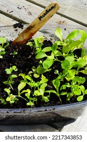 Winter Sowing Seeds In Plastic Salad Containers