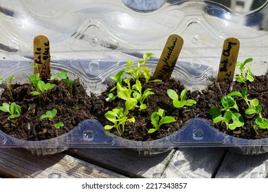 Winter Sowing Seeds In Plastic Salad Containers