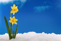 In Winter Or Spring The First Daffodils Come Through The Snow