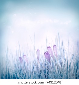 Winter Or Spring Nature Background With Frozen Grass And Crocus Flowers. Spring Floral Background