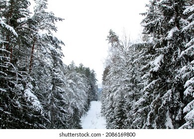 Winter in spruce forest  spruces covered and white fluffy snow  Selective focus  