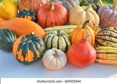 Winter Squash Collection. Autumn Decoration