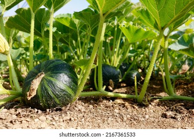 Winter squash or kabocha squash. Common pumpkin known as Western pumpkin in Japan. A view of a field. - Shutterstock ID 2167361533