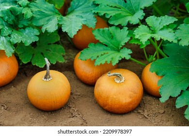 Winter Squash Plants And Deep Yellow Pumpkins Growing At A Pumpkin Farm. Pumpkin Field.