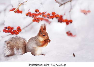 
Winter still life. Squirrel among the branches of a tree with red berries in the snow. - Powered by Shutterstock