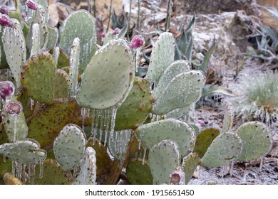 Winter Storm In Austin Texas. Cacti In Ice. Freezing Rain. Winter Scene. Natural Disaster