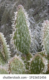 Winter Storm In Austin Texas. Cacti In Ice. Freezing Rain. Winter Scene. Natural Disaster