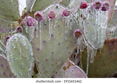 Winter Storm In Austin Texas. Cacti In Ice. Freezing Rain. Winter Scene. Natural Disaster